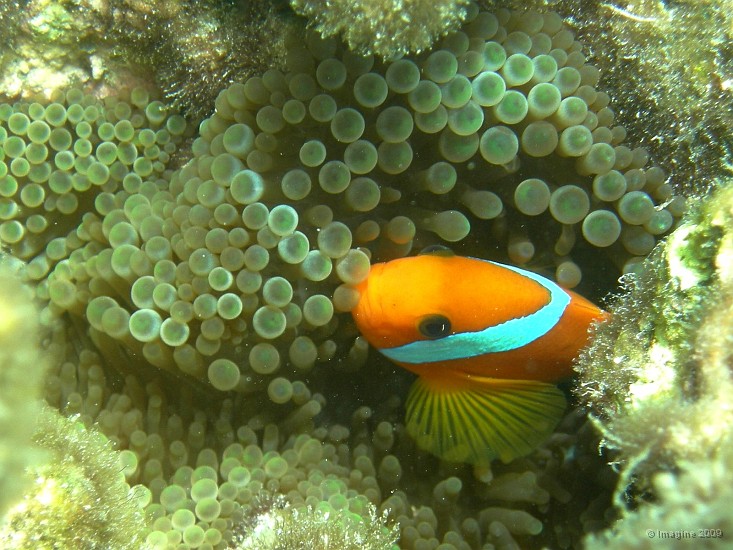 03.11- Poisson clown et anemone, la symbiose parfaite.JPG